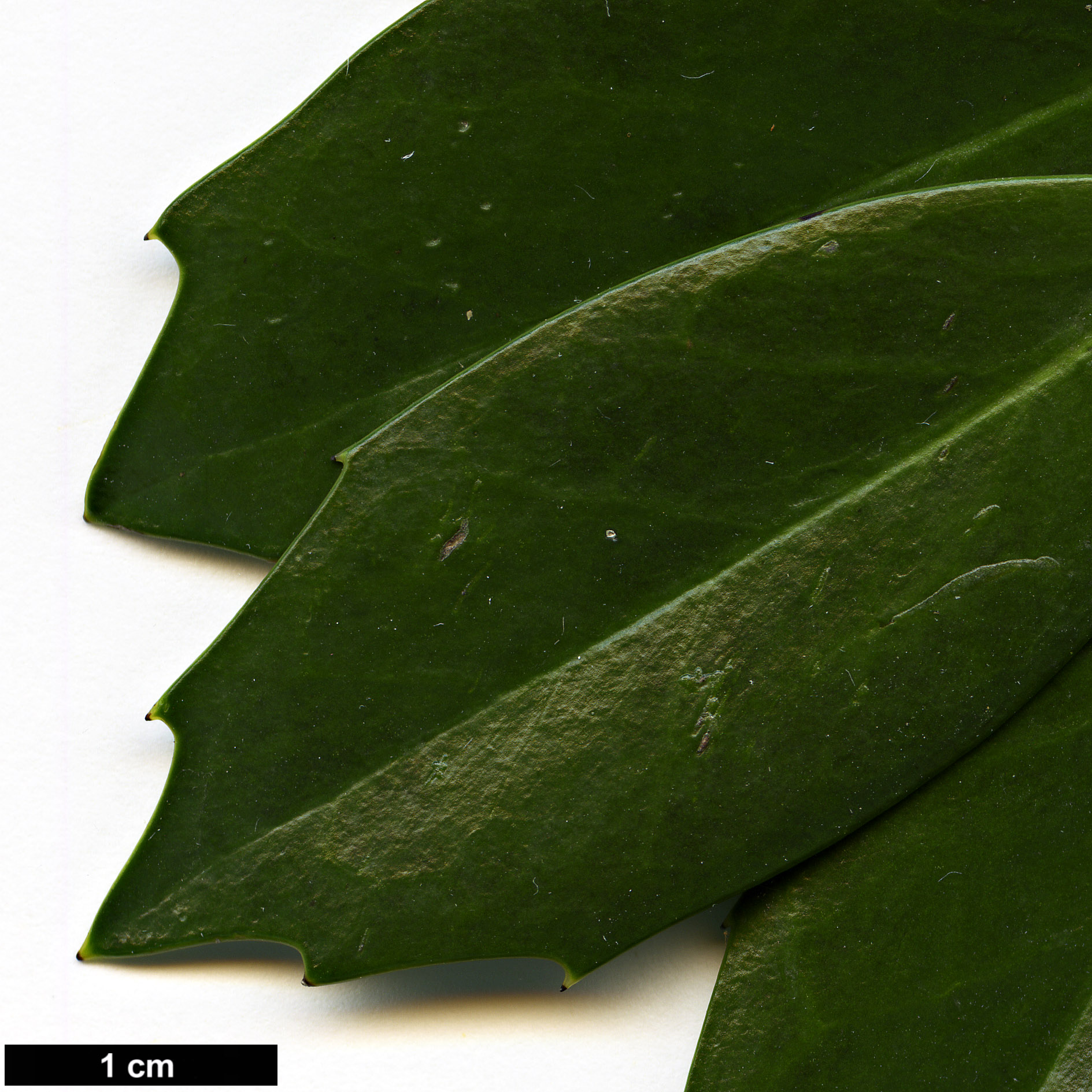 High resolution image: Family: Aquifoliaceae - Genus: Ilex - Taxon: ×wandoensis (I.cornuta × I.integra)